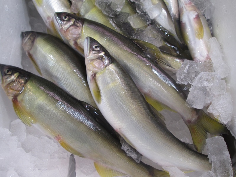 穩定成長 2004-now