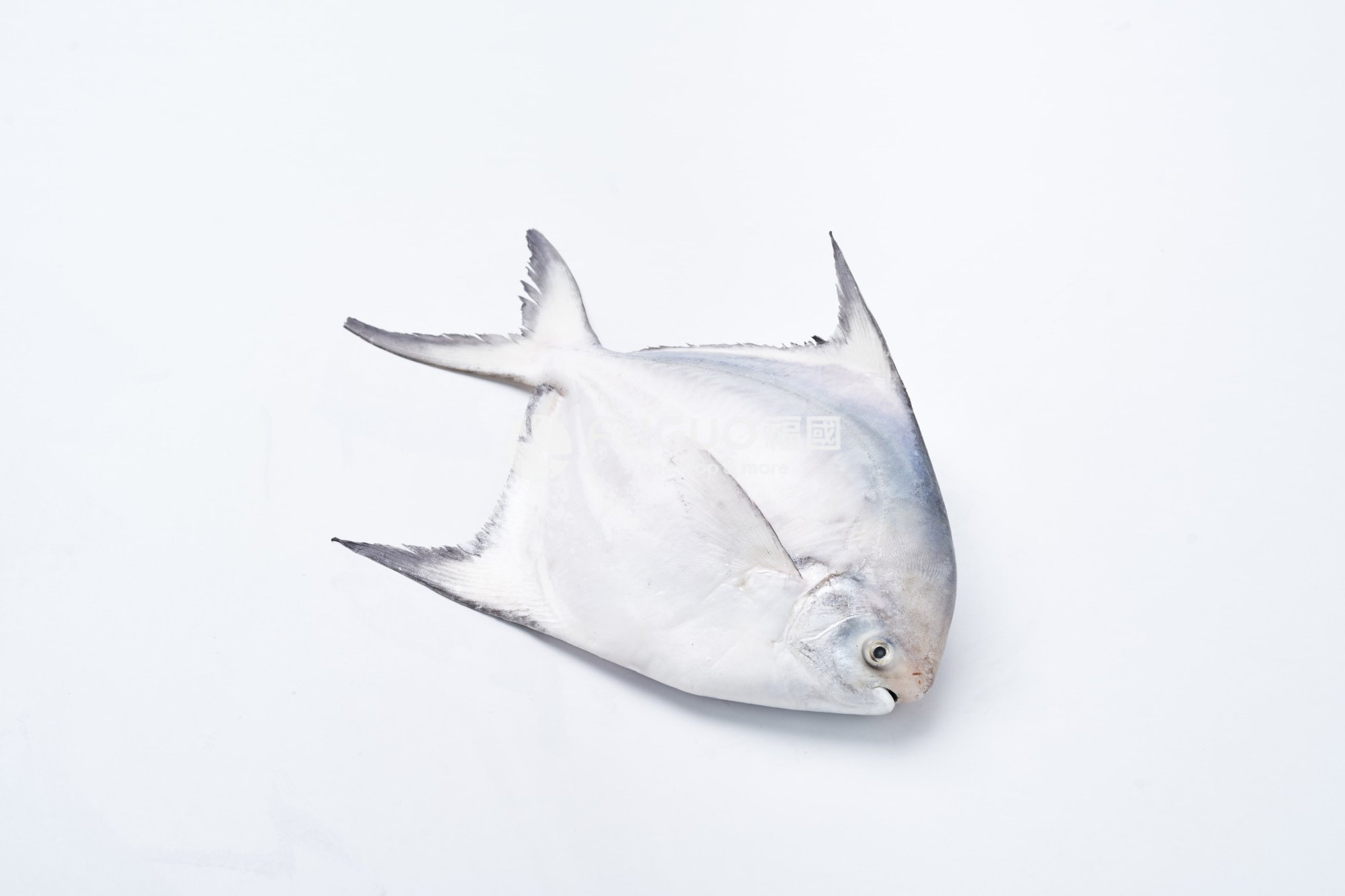 白鯧