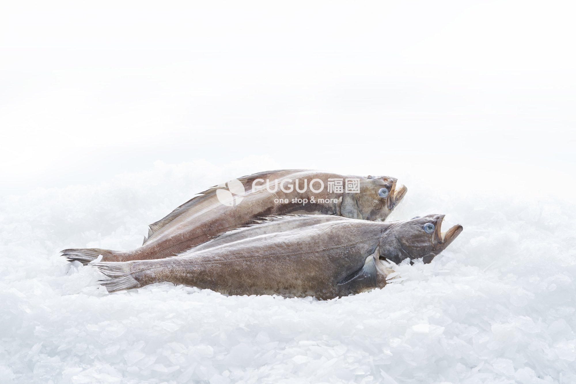 大比目魚整尾(去內臟)